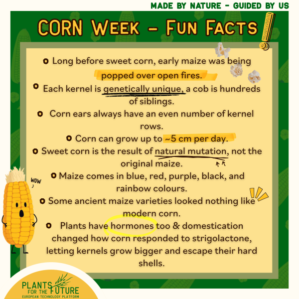 Corn Fun Facts