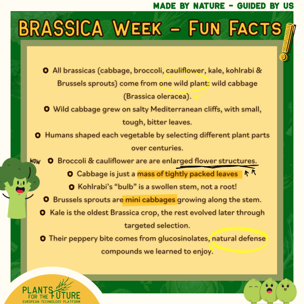 Cruciferous Fun Facts