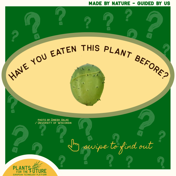 Cucumber
