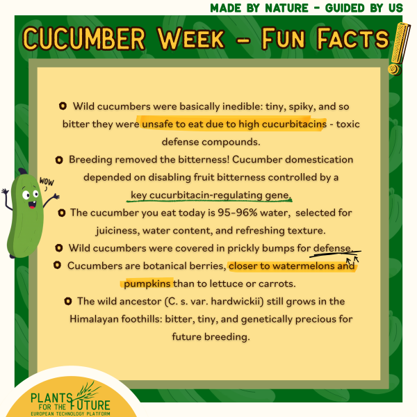 Cucumber Fun Facts