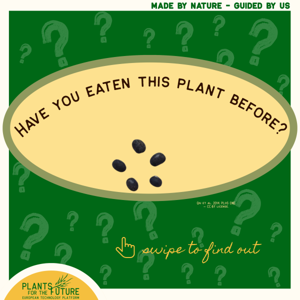 Soybean 1