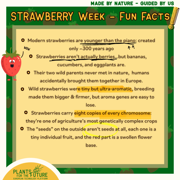 Strawberry 5
