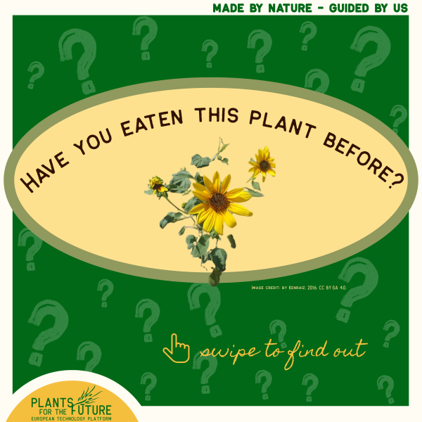 Sunflower 1