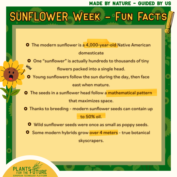 Sunflower Fun Facts